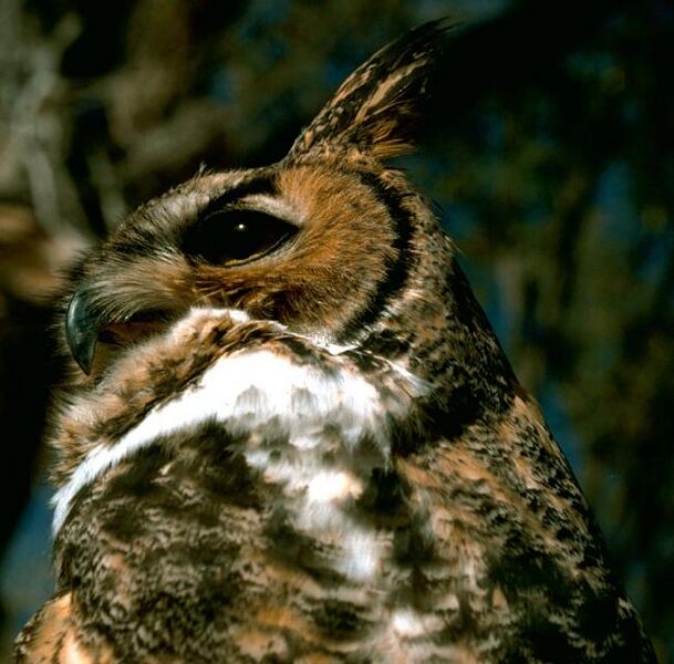 File:Great Horned Owl.USFWS.jpg